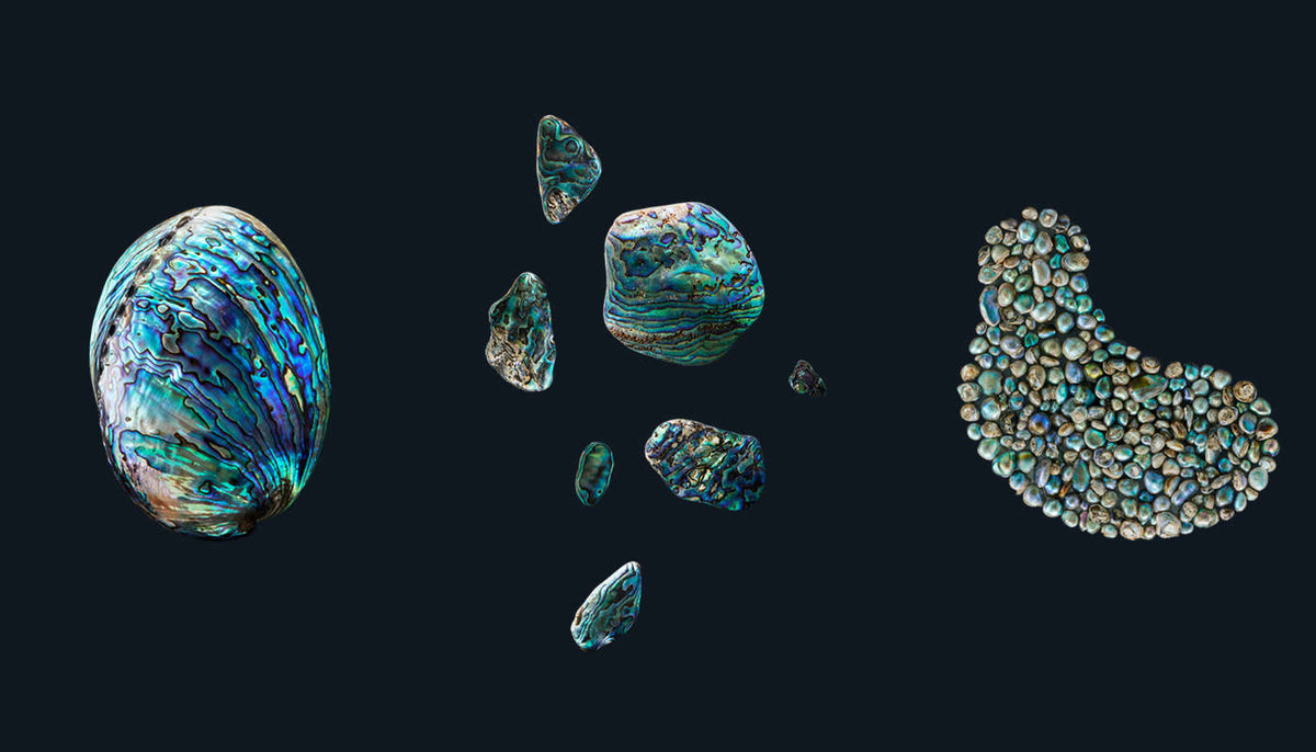 Fiordland Souvenirs Paua Shells | Fully & Half Polished NZ Paua