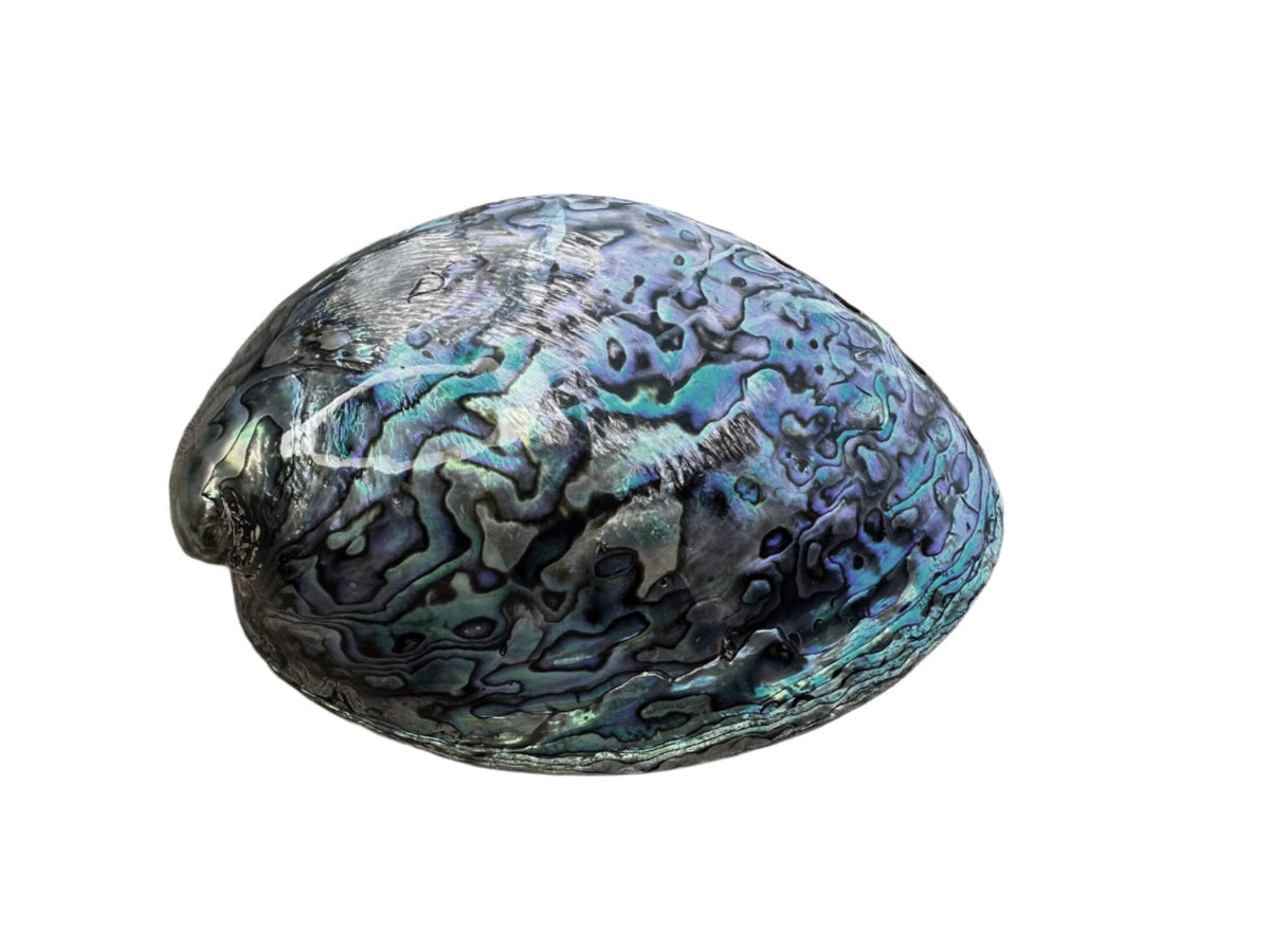 Paua Shell Fully Polished Small – Fiordland Souvenirs